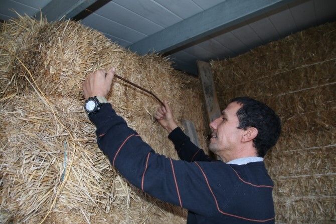 Solo algunas ferrallas unen algunas alpacas