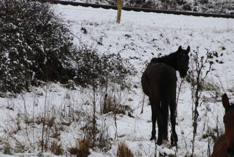 Las fotos de la nieve de Kristin en los pueblos del Sur de León