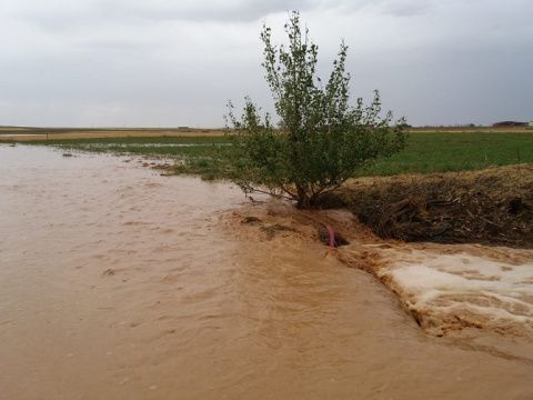 Campo de girasoles totalmente inundado. Foto: Alejandra Alonso