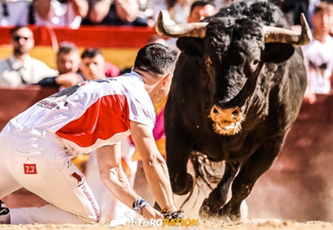 Foto: Toropasion