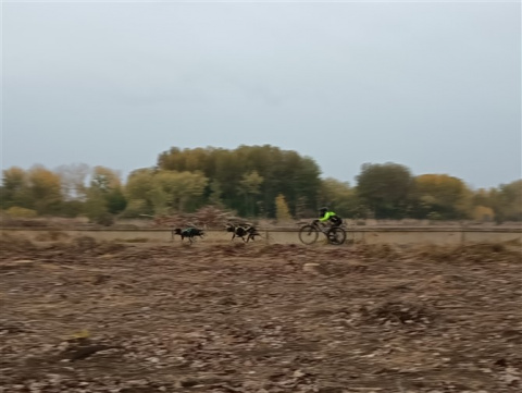 Todas las fotos del Mushing Coyanza 2025