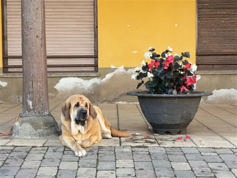 Las fotos del Campeonato de Mastín 2025 Mansilla de las Mulas