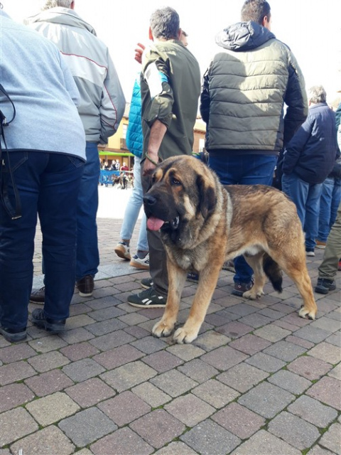 Foto: Facebook Ayuntamiento Mansilla de las Mulas