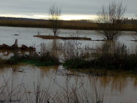 Bariones de la Vega esta ma&ntilde;ana. Foto: Mar&iacute;a Teresa Fraile
