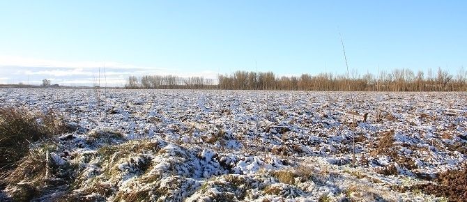 Chopera nevada esta mañana en Cabreros del Río.